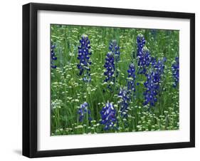 Texas Bluebonnet and Wild Buckwheat, Texas, USA-Claudia Adams-Framed Photographic Print