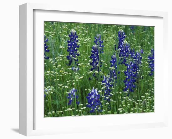 Texas Bluebonnet and Wild Buckwheat, Texas, USA-Claudia Adams-Framed Photographic Print