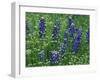 Texas Bluebonnet and Wild Buckwheat, Texas, USA-Claudia Adams-Framed Photographic Print