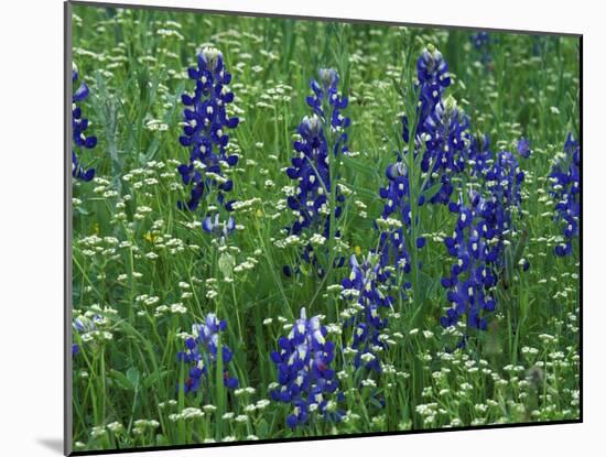 Texas Bluebonnet and Wild Buckwheat, Texas, USA-Claudia Adams-Mounted Photographic Print