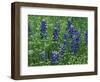 Texas Bluebonnet and Wild Buckwheat, Texas, USA-Claudia Adams-Framed Photographic Print