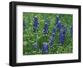 Texas Bluebonnet and Wild Buckwheat, Texas, USA-Claudia Adams-Framed Photographic Print