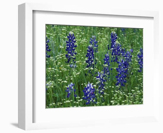 Texas Bluebonnet and Wild Buckwheat, Texas, USA-Claudia Adams-Framed Photographic Print
