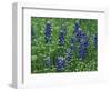 Texas Bluebonnet and Wild Buckwheat, Texas, USA-Claudia Adams-Framed Photographic Print