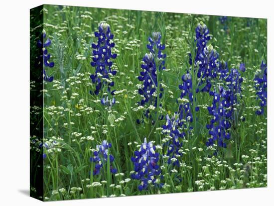 Texas Bluebonnet and Wild Buckwheat, Texas, USA-Claudia Adams-Stretched Canvas