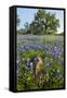 Texas Bluebonnet Flowers in Bloom, Central Texas, USA-Larry Ditto-Framed Stretched Canvas