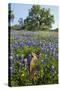 Texas Bluebonnet Flowers in Bloom, Central Texas, USA-Larry Ditto-Stretched Canvas
