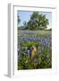 Texas Bluebonnet Flowers in Bloom, Central Texas, USA-Larry Ditto-Framed Photographic Print