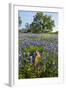 Texas Bluebonnet Flowers in Bloom, Central Texas, USA-Larry Ditto-Framed Photographic Print