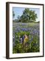 Texas Bluebonnet Flowers in Bloom, Central Texas, USA-Larry Ditto-Framed Photographic Print