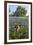 Texas Bluebonnet Flowers in Bloom, Central Texas, USA-Larry Ditto-Framed Photographic Print