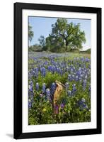 Texas Bluebonnet Flowers in Bloom, Central Texas, USA-Larry Ditto-Framed Photographic Print