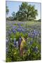 Texas Bluebonnet Flowers in Bloom, Central Texas, USA-Larry Ditto-Mounted Photographic Print