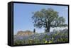 Texas Bluebonnet Flowers in Bloom, Central Texas, USA-Larry Ditto-Framed Stretched Canvas