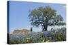 Texas Bluebonnet Flowers in Bloom, Central Texas, USA-Larry Ditto-Stretched Canvas