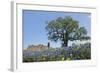 Texas Bluebonnet Flowers in Bloom, Central Texas, USA-Larry Ditto-Framed Photographic Print