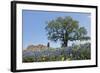Texas Bluebonnet Flowers in Bloom, Central Texas, USA-Larry Ditto-Framed Photographic Print