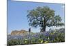 Texas Bluebonnet Flowers in Bloom, Central Texas, USA-Larry Ditto-Mounted Photographic Print