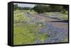 Texas Bluebonnet Flowers in Bloom, Central Texas, USA-Larry Ditto-Framed Stretched Canvas