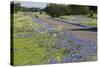 Texas Bluebonnet Flowers in Bloom, Central Texas, USA-Larry Ditto-Stretched Canvas