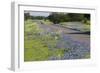 Texas Bluebonnet Flowers in Bloom, Central Texas, USA-Larry Ditto-Framed Photographic Print