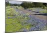 Texas Bluebonnet Flowers in Bloom, Central Texas, USA-Larry Ditto-Mounted Photographic Print