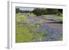 Texas Bluebonnet Flowers in Bloom, Central Texas, USA-Larry Ditto-Framed Photographic Print