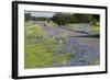 Texas Bluebonnet Flowers in Bloom, Central Texas, USA-Larry Ditto-Framed Photographic Print