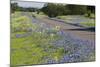 Texas Bluebonnet Flowers in Bloom, Central Texas, USA-Larry Ditto-Mounted Photographic Print