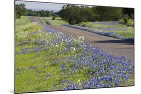 Texas Bluebonnet Flowers in Bloom, Central Texas, USA-Larry Ditto-Mounted Photographic Print