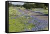 Texas Bluebonnet Flowers in Bloom, Central Texas, USA-Larry Ditto-Framed Stretched Canvas