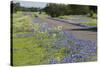 Texas Bluebonnet Flowers in Bloom, Central Texas, USA-Larry Ditto-Stretched Canvas