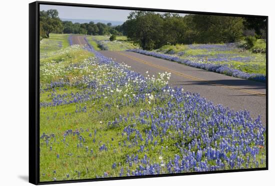 Texas Bluebonnet Flowers in Bloom, Central Texas, USA-Larry Ditto-Framed Stretched Canvas