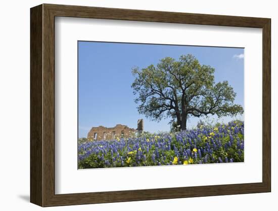 Texas Bluebonnet Flowers in Bloom, Central Texas, USA-Larry Ditto-Framed Photographic Print