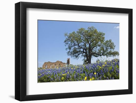 Texas Bluebonnet Flowers in Bloom, Central Texas, USA-Larry Ditto-Framed Photographic Print