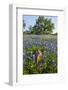 Texas Bluebonnet Flowers in Bloom, Central Texas, USA-Larry Ditto-Framed Photographic Print