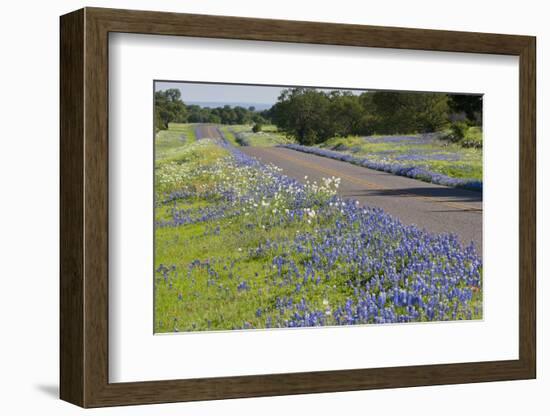 Texas Bluebonnet Flowers in Bloom, Central Texas, USA-Larry Ditto-Framed Photographic Print