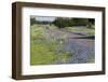 Texas Bluebonnet Flowers in Bloom, Central Texas, USA-Larry Ditto-Framed Photographic Print