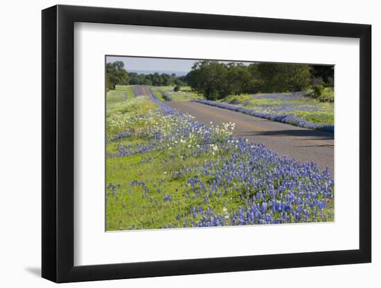 Texas Bluebonnet Flowers in Bloom, Central Texas, USA-Larry Ditto-Framed Photographic Print