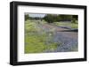 Texas Bluebonnet Flowers in Bloom, Central Texas, USA-Larry Ditto-Framed Photographic Print