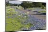 Texas Bluebonnet Flowers in Bloom, Central Texas, USA-Larry Ditto-Mounted Photographic Print