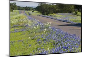 Texas Bluebonnet Flowers in Bloom, Central Texas, USA-Larry Ditto-Mounted Photographic Print