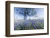 Texas Bluebonnet Flowers in Bloom, Central Texas, USA-Larry Ditto-Framed Photographic Print