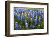 Texas Bluebonnet Flowers in Bloom, Central Texas, USA-Larry Ditto-Framed Photographic Print