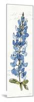 Texas Bluebonnet III-Anne Tavoletti-Mounted Art Print