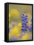 Texas Bluebonnet in Field of Wildflowers, Gonzales County, Texas-Rolf Nussbaumer-Framed Stretched Canvas