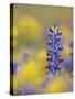 Texas Bluebonnet in Field of Wildflowers, Gonzales County, Texas-Rolf Nussbaumer-Stretched Canvas