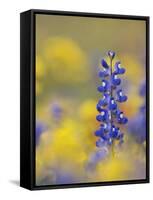 Texas Bluebonnet in Field of Wildflowers, Gonzales County, Texas-Rolf Nussbaumer-Framed Stretched Canvas