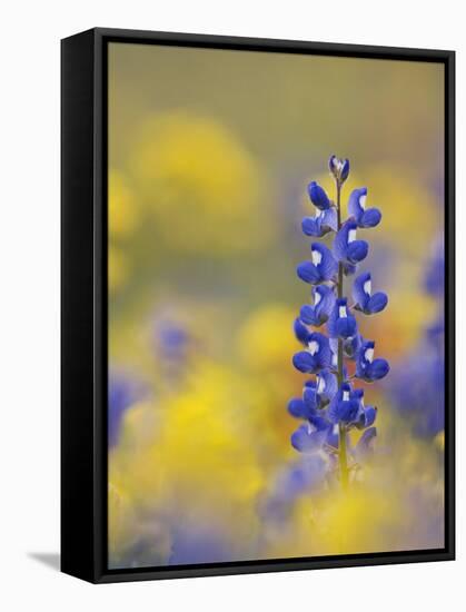 Texas Bluebonnet in Field of Wildflowers, Gonzales County, Texas-Rolf Nussbaumer-Framed Stretched Canvas