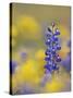 Texas Bluebonnet in Field of Wildflowers, Gonzales County, Texas-Rolf Nussbaumer-Stretched Canvas